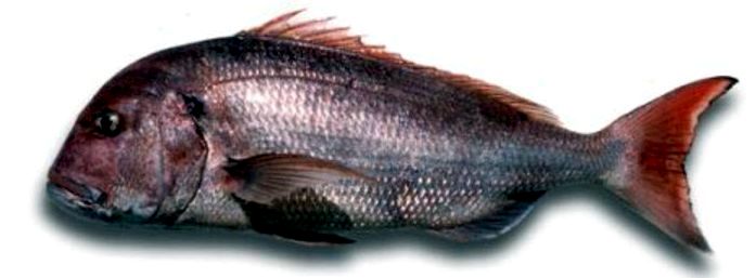 Dentex gibbosus_07.jpg